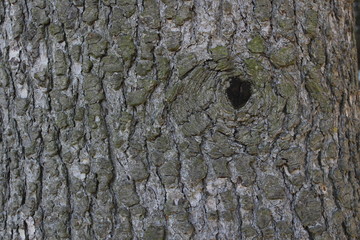 Texture Legno