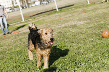 Airdale Terrier Playing with Owner in Park
