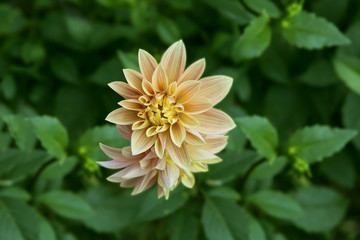 Bud dahlia flower