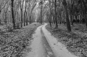 way to forest in black and white