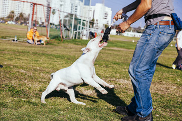 Bull Terrier Playing in the Park