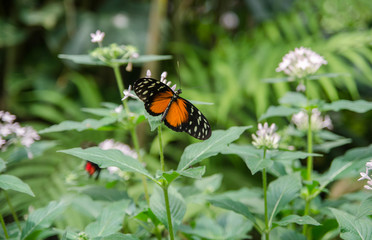 Fototapeta na wymiar Monarch butterfly at butterfly house. Mainau island. Germany