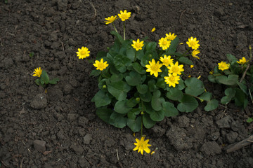 Ficaria verna with small bright yellow flowers