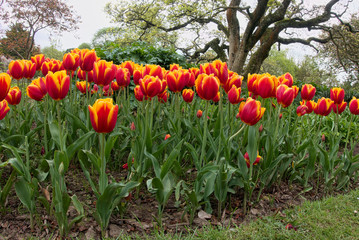 Fototapeta premium Tulips in Roath Park Cardiff
