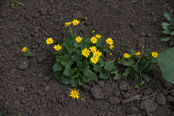 Flowering Ficaria verna plant in spring