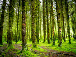 Trees in green landscape in France