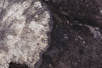the sand and wood, the sand particles