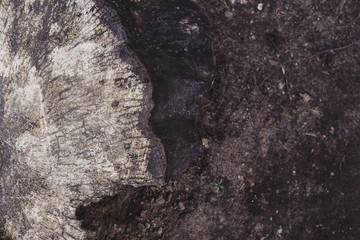 the sand and wood, the sand particles