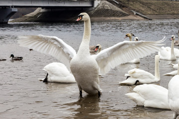Swan with outstretched wings