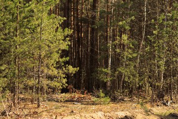 Spring landscape in the pine forest during the day