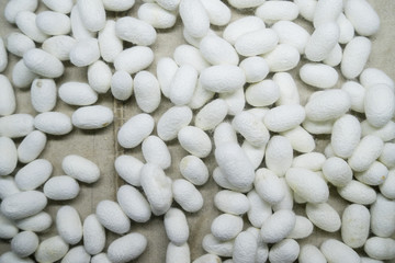 Closeup of silkworm cocoons