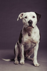 Obraz premium Pit Bull Dog Studio Portrait