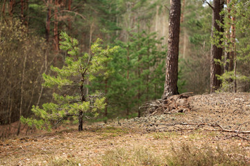 Spring landscape in the pine forest during the day