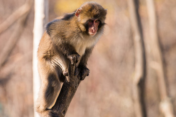 snow monkey on top of branch 