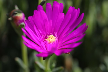 Bl&uuml;te einer lila Fr&uuml;hlingsaster