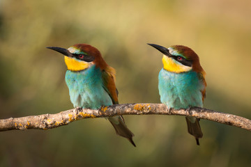 Couple of bee-eaters on a branch