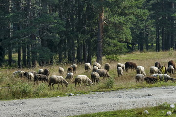 Mountain landscape and flock sheep in Rila mountain, Bulgaria 