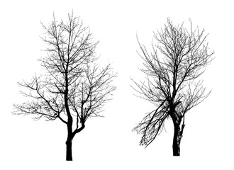 Obraz premium pnia drzewa bez liści zdjęcie, na białym tle zestaw zimowych lasów