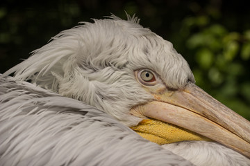 white pelican portrait