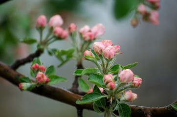Obraz premium Blossoming apple tree twig with pink bud flowers in the rain. Spring fruit. Tree blooming. Flowering trees in the rain. Close up.