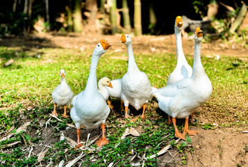 group of White domestic goose walking on the grass