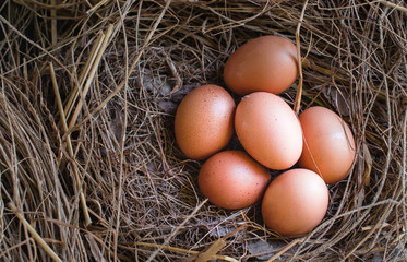 Eggs in straw / Fresh farmer's eggs.