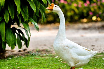 White domestic goose walking on the grass
