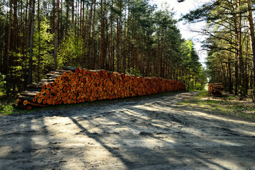 Pnie drzew na wycince lasu © W Korczewski
