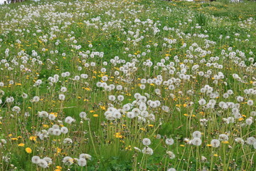 spring flowers