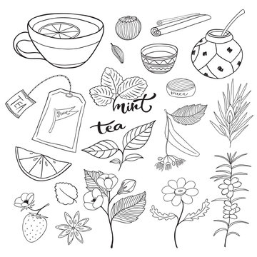 Tea hand drawn isolated collection. Vector herbal plants and elements for tea packaging design