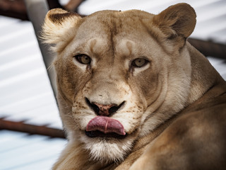 Obraz premium lion