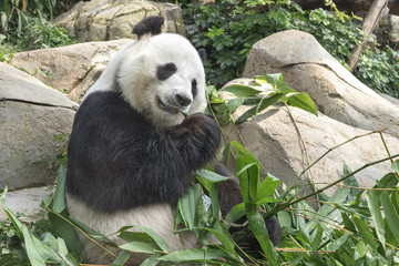 Obraz premium Giant panda bear eating bamboo leaf