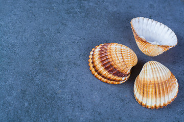 Thee colorful sea round shells, copy space
