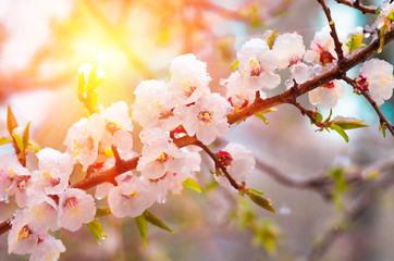 Flowers apricot tree in spring covered last snow