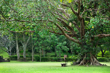 wood bench under tree the park