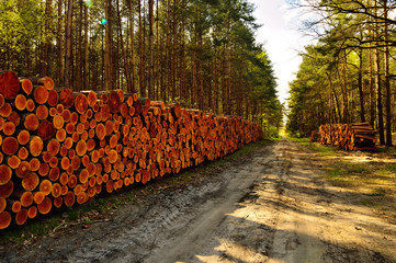 Pnie drzew na wycince lasu © W Korczewski