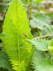 a fly stalking its prey upon a leaf with lush texture and spring light detail in focus