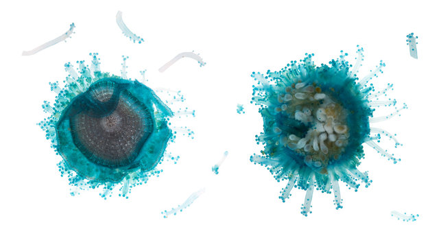 Top view and bottom view of Blue Button Jellyfish (Porpita porpita) Isolated on white background