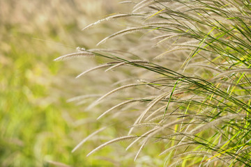 green grass in the blowing wind