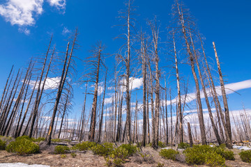 Burned forest in Bryce Canyon National Park, North America, USA