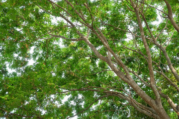 Fototapeta premium Trees in the shade garden