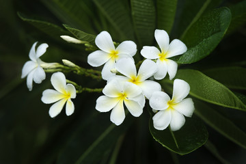 yellow plumeria  flower