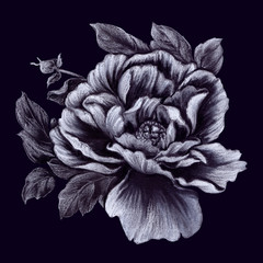 Obraz premium Peony flowers. Abstract wallpaper with floral motifs. Wallpaper. Use printed materials, signs, posters, postcards, packaging.