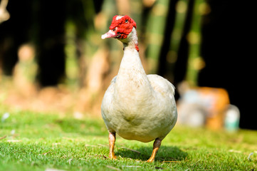 white duck red nose standing on the grass