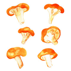 watercolor illustration of mushrooms on white