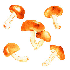 watercolor illustration of mushrooms on white