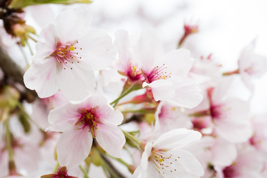 桜の花