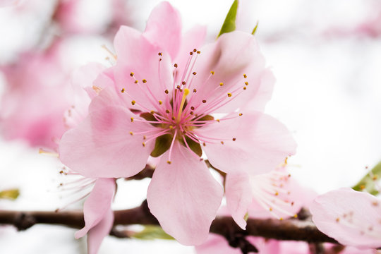 桜の花のおしべとめしべ