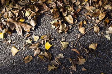 Exfoliated Leaves on Asphalt Background