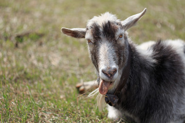 Goat close up grazing in a meadow